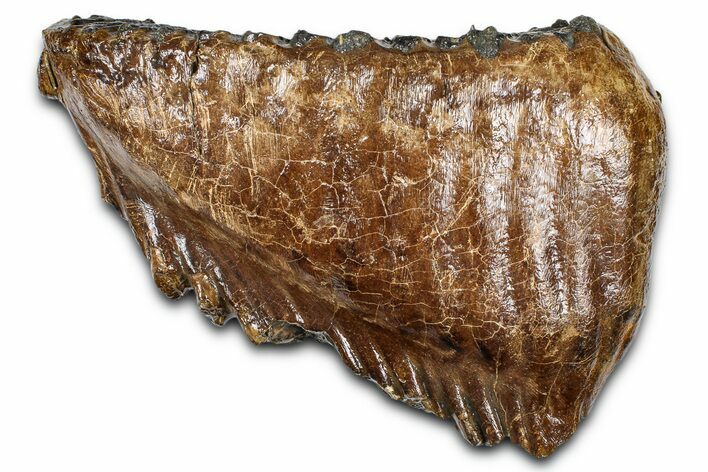 Fossil Woolly Mammoth Lower M Molar - Poland #370338